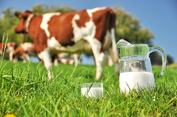 Vaca e jarro de leite. Região Emmental, Suíça — Fotografia de Stock