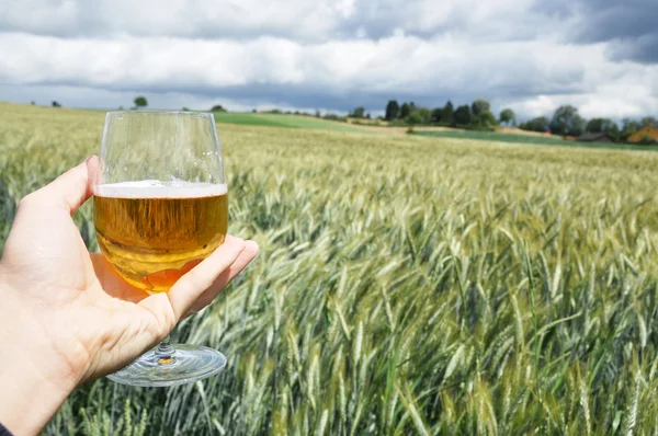 Glas Bier in der Hand gegen Gerstenohren — Stockfoto