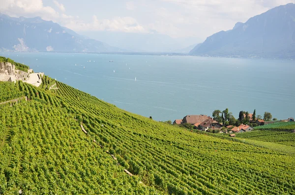 Viñedos en Lavaux contra el lago de Ginebra, Suiza — Foto de Stock