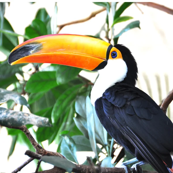 Pasăre toucan — Fotografie, imagine de stoc