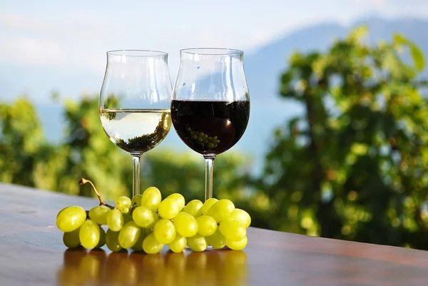 Wein und Trauben. lavaux region, Schweiz — Stockfoto