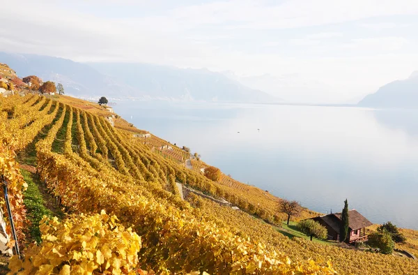 Szőlőültetvények Lavaux régióban, Svájcban — Stock Fotó