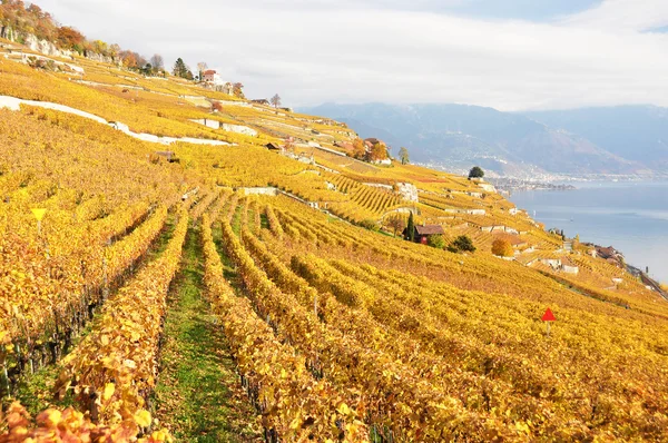 Lavaux bölgesindeki üzüm bağları, İsviçre — Stok fotoğraf