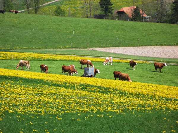 Våren i emmen valley (emmental), Schweiz — Stockfoto
