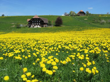 doğal çayır emmental bölgesinde, İsviçre