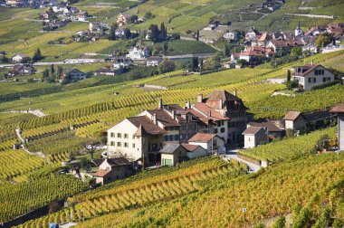 Cenevre Gölü, İsviçre lavaux bölgedeki üzüm bağları