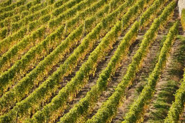 Cenevre Gölü, İsviçre lavaux bölgedeki üzüm bağları