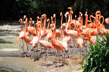 Karayip flamingolar