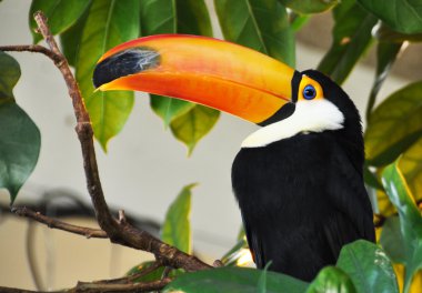 toucan kuş