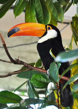 toucan kuş