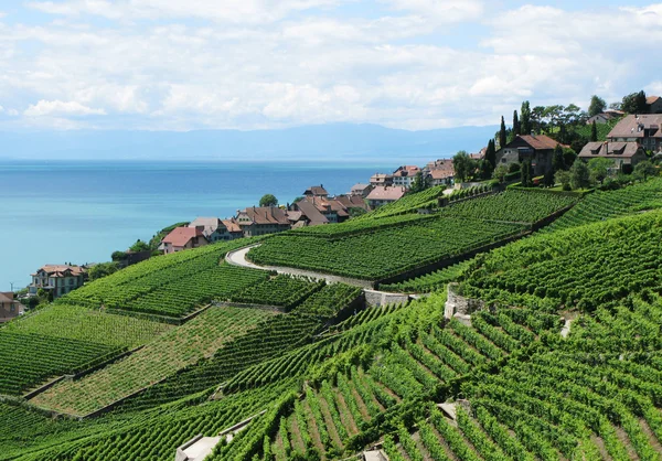 Winnice w regionie lavaux, Szwajcaria — Zdjęcie stockowe