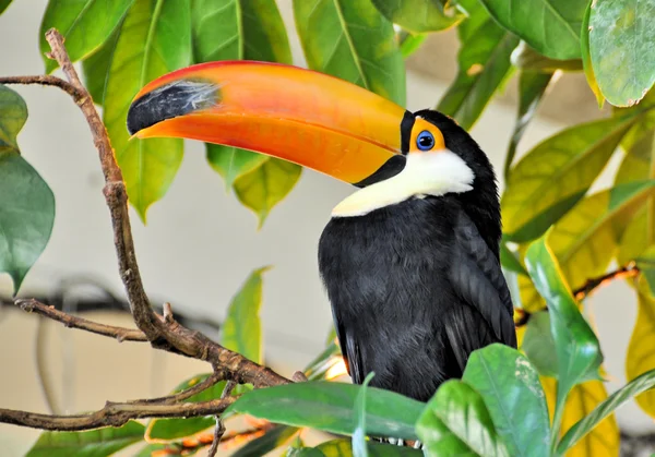 Tucano — Fotografia de Stock