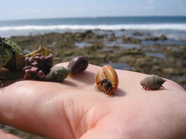 Conchas marinas en la palma — Foto de Stock