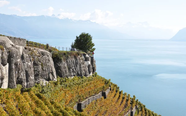 Vinice v regionu lavaux na Ženevské jezero, Švýcarsko — Stock fotografie