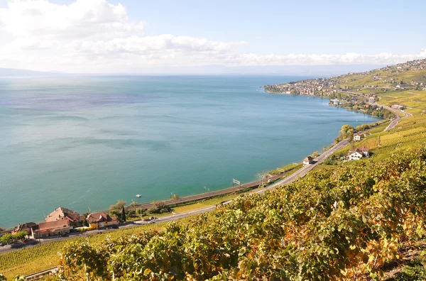 Vignobles en Lavaux, Suisse — Photo