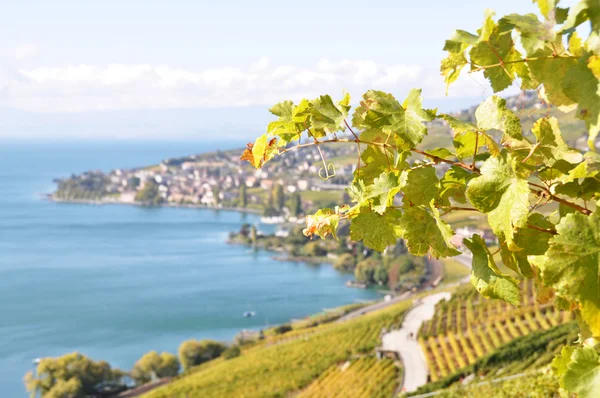 Viñedos en la región de Lavaux en el lago de Ginebra, Suiza —  Fotos de Stock