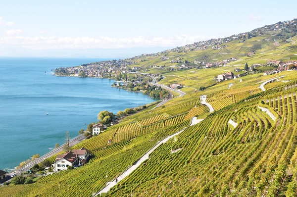 Viñedos en la región de Lavaux en el lago de Ginebra, Suiza — Foto de Stock