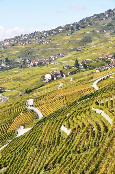 Weinberge in der Region Lavaux am Genfer See, Schweiz — Stockfoto