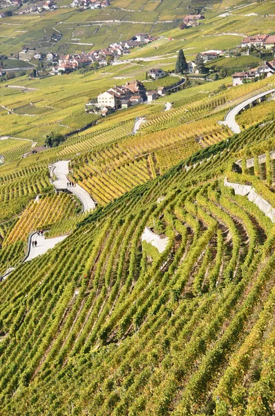 Winnice w regionie lavaux w lake geneva, Szwajcaria — Zdjęcie stockowe