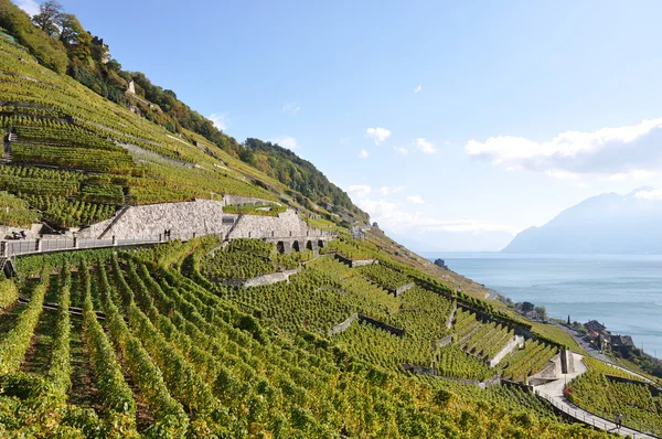 ラヴォー、スイス連邦共和国のブドウ園 — ストック写真