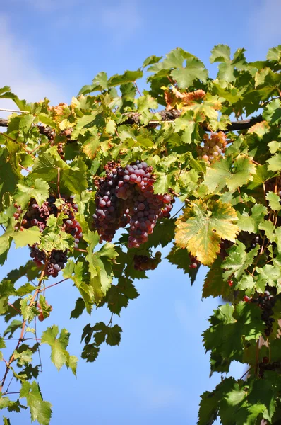 Uvas maduras contra el cielo azul — Foto de Stock