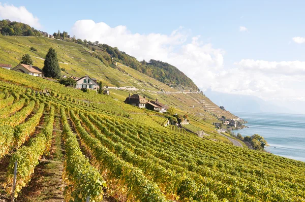 Vinice v regionu lavaux na Ženevské jezero, Švýcarsko — Stock fotografie
