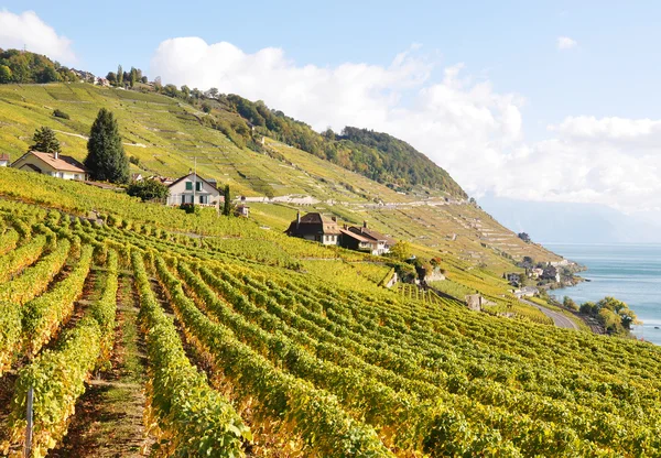 Viñedos en Lavaux, Suiza — Foto de Stock