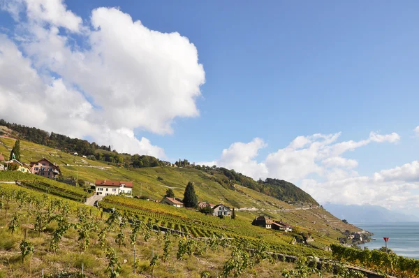 Виноградники в регионе Лаво на Женевском озере, Швейцария — стоковое фото