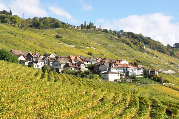 Виноградники в регионе Лаво на Женевском озере, Швейцария — стоковое фото