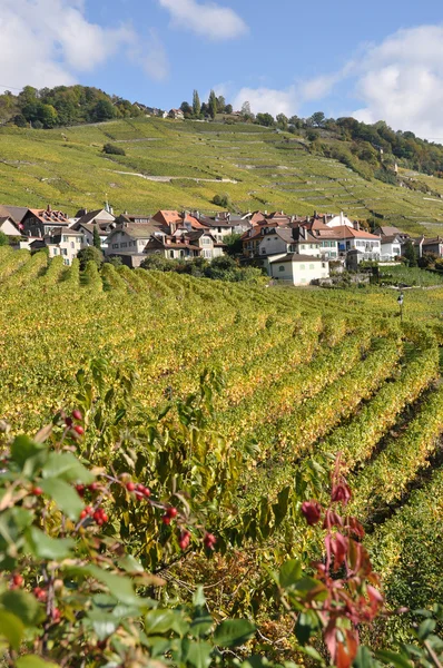 Viñedos en la región de Lavaux, Suiza —  Fotos de Stock