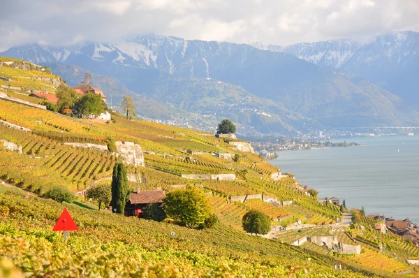 Vingårdarna i lavaux område vid Genèvesjön, Schweiz — Stockfoto