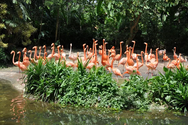 Caribbean flamingos — Stock Photo, Image