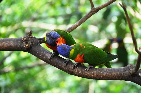 Пара целующихся попугаев — стоковое фото