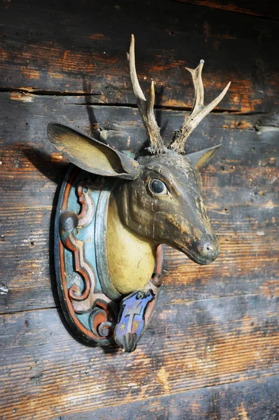 Trophy on a wooden wall of a lodge — Stock Photo, Image