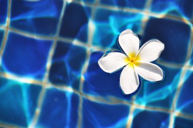 Yüzme havuzunda Frangipani çiçek