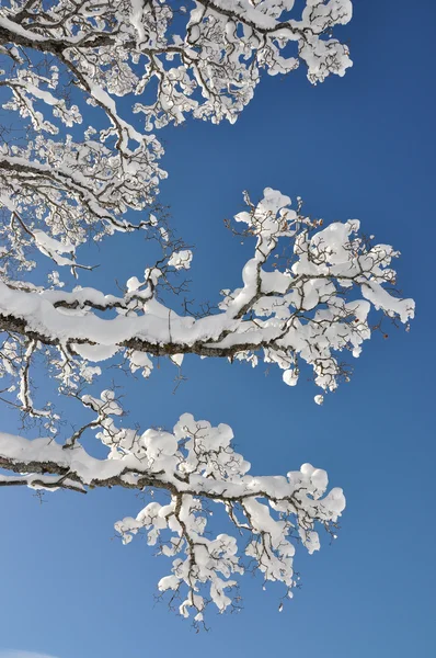 Schnee auf dem Ast — Stockfoto