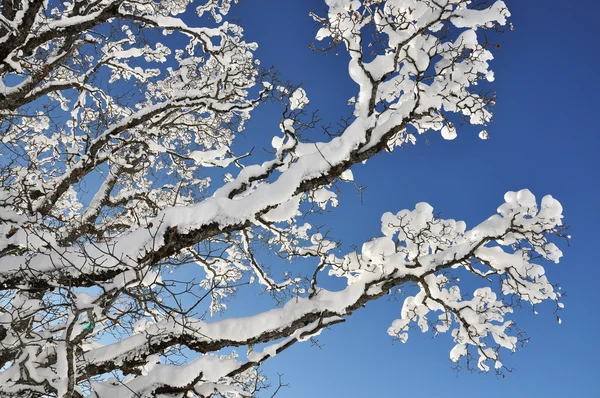 Schnee auf dem Ast — Stockfoto