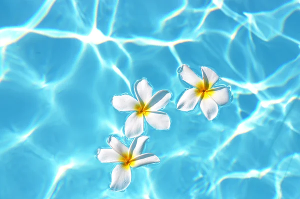 Frangipani flowers in the swimming pool — Stock Photo, Image