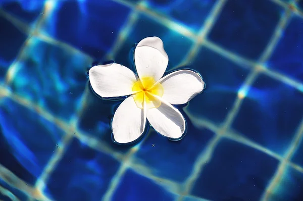 Frangipani flower in the swimming pool — Stock Photo, Image