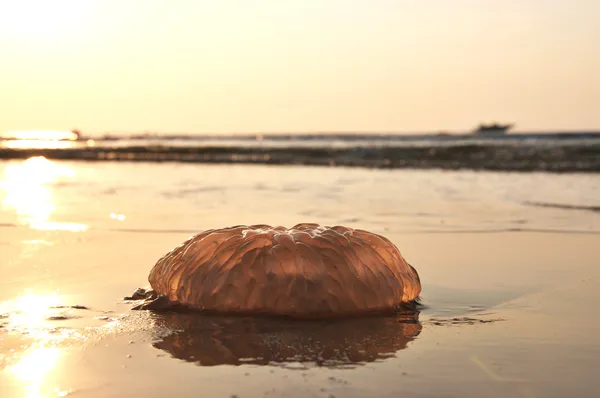 Medusas en marea baja —  Fotos de Stock