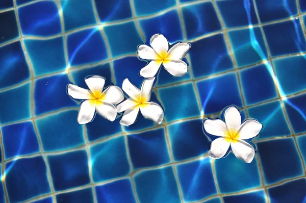 Frangipani flowers in the swimming pool — Stock Photo, Image