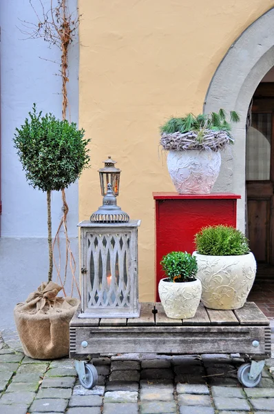 Green plants in the pots — Stock Photo, Image