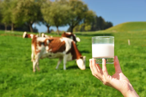 Glass of milk against herd of cows. Emmental region, Switzerland