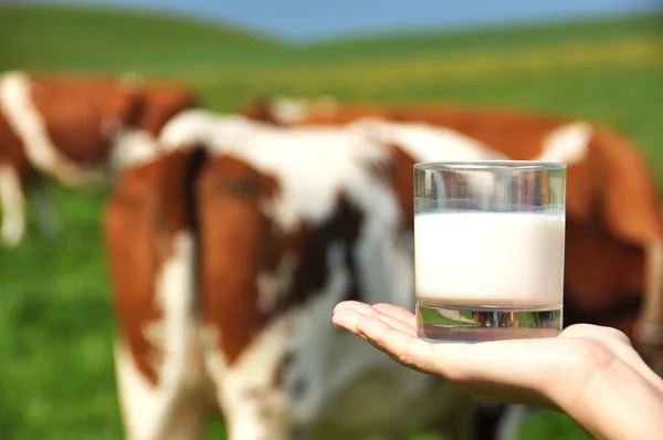 Bicchiere di latte sulla mano contro gregge di vacche — Foto Stock