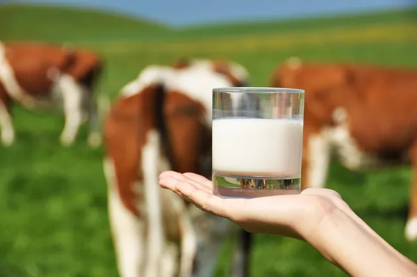 Bicchiere di latte sulla mano contro gregge di vacche — Foto Stock