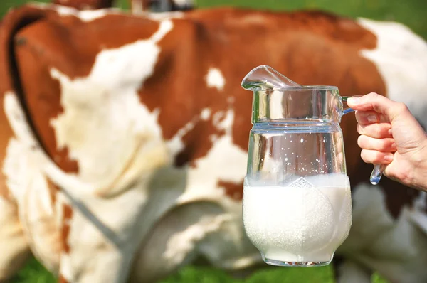 Jug of milk against herd of cows. Emmental region, Switzerland — Stock Photo, Image
