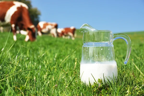 Tasse de lait contre troupeau de vaches. Région emmentale, Suisse — Photo