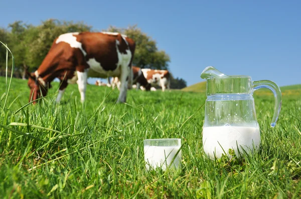 Jug of milk against herd of cows — Stock Photo, Image