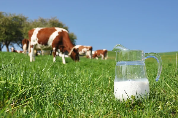 Jug of milk against herd of cows. Emmental region, Switzerland — Stock Photo, Image