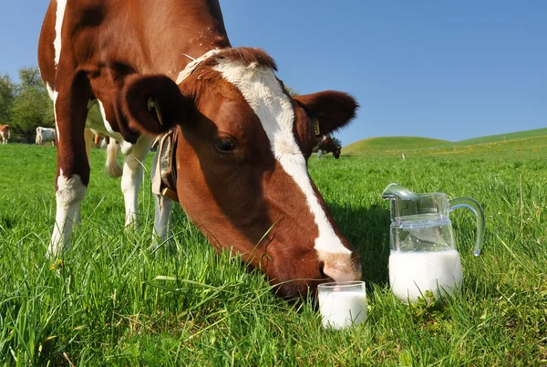 Kráva a džbán mléka. ementál region, Švýcarsko — 图库照片